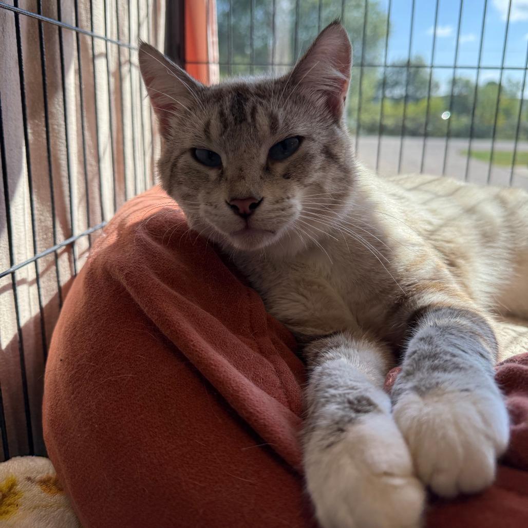 Enlarge Roach, a Adoptable mixed breed in Saint Cloud, MN image 2/5