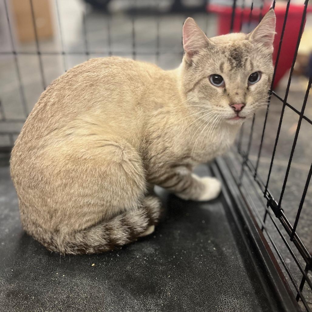 Enlarge Roach, a Adoptable mixed breed in Saint Cloud, MN image 3/5