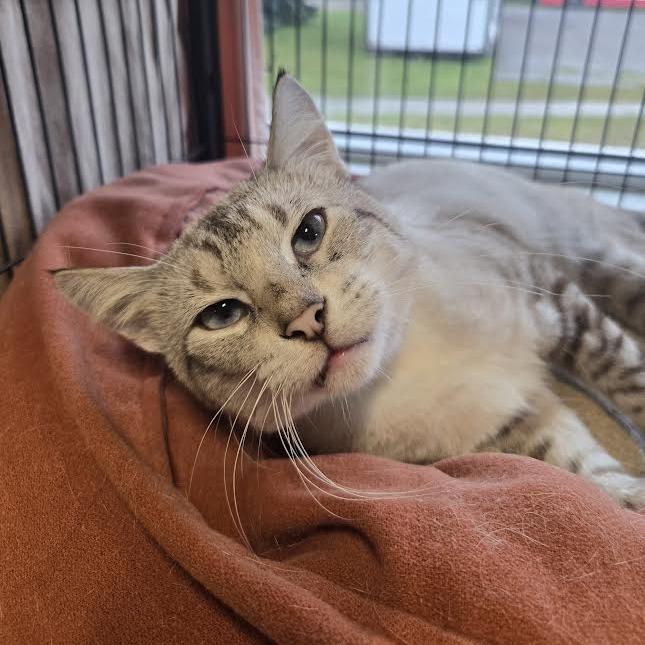 Enlarge Roach, a Adoptable mixed breed in Saint Cloud, MN image 5/5