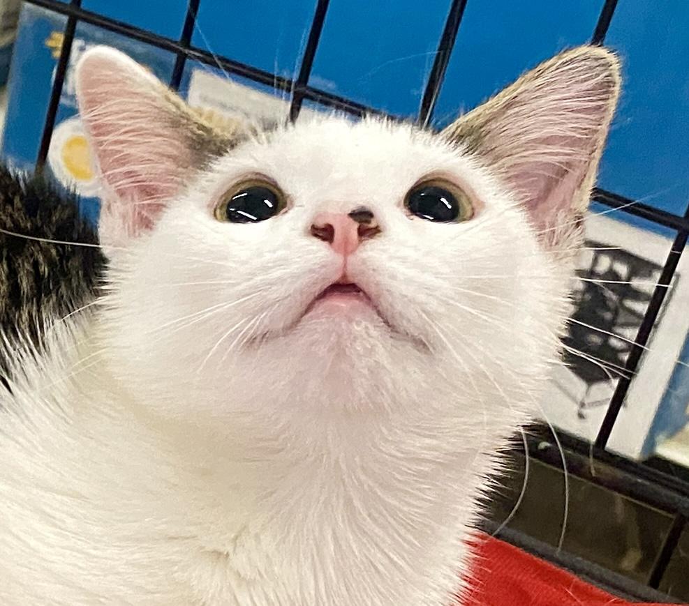 Mochi (sis & bro pair), ADOPTABLE, Kitten Female Domestic Short Hair & Tabby.