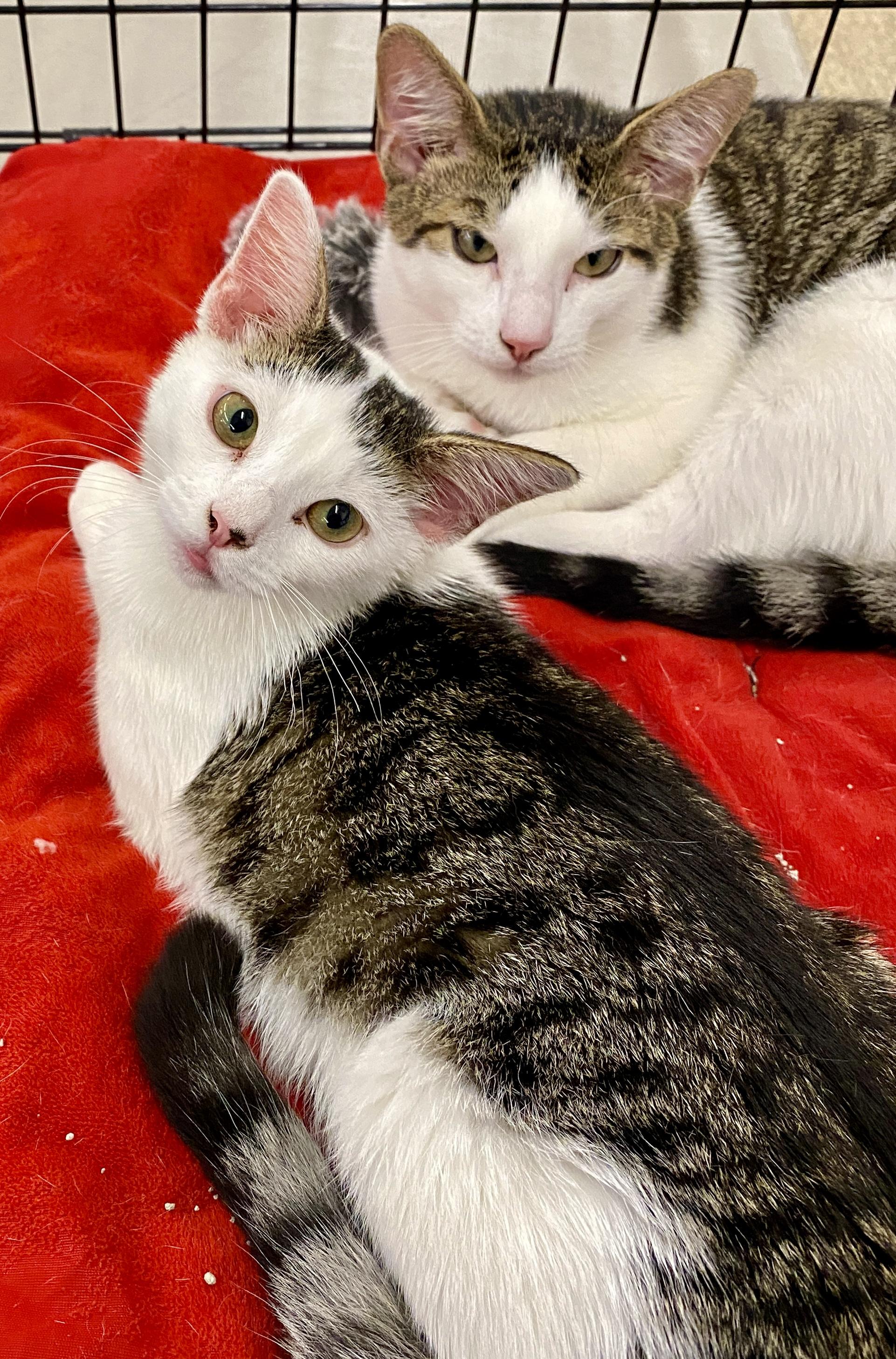 Mochi (sis & bro pair), a ADOPTABLE mixed breed in Red Bank, NJ image 4/5