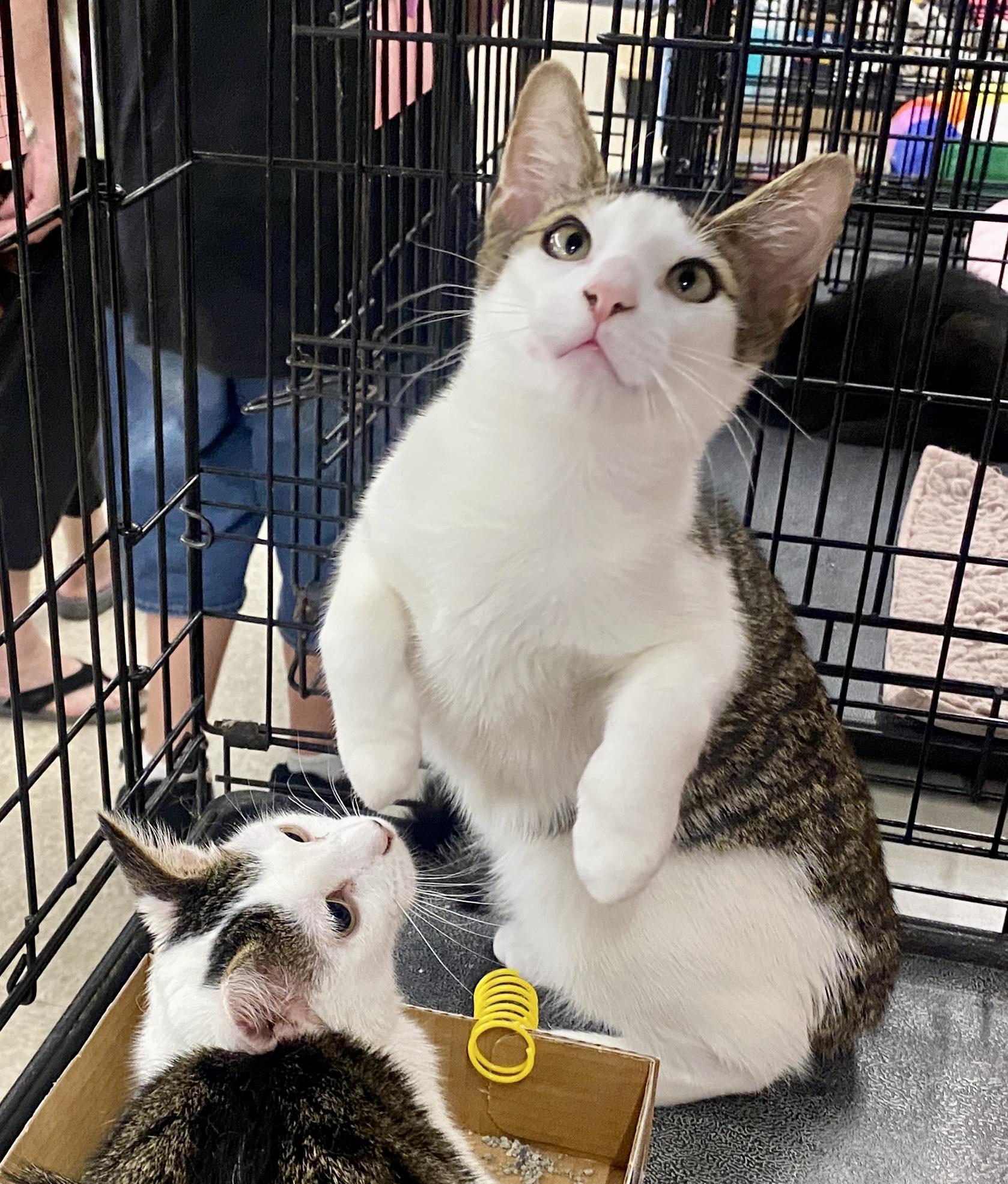 Mochi (sis & bro pair), a ADOPTABLE mixed breed in Red Bank, NJ image 3/5