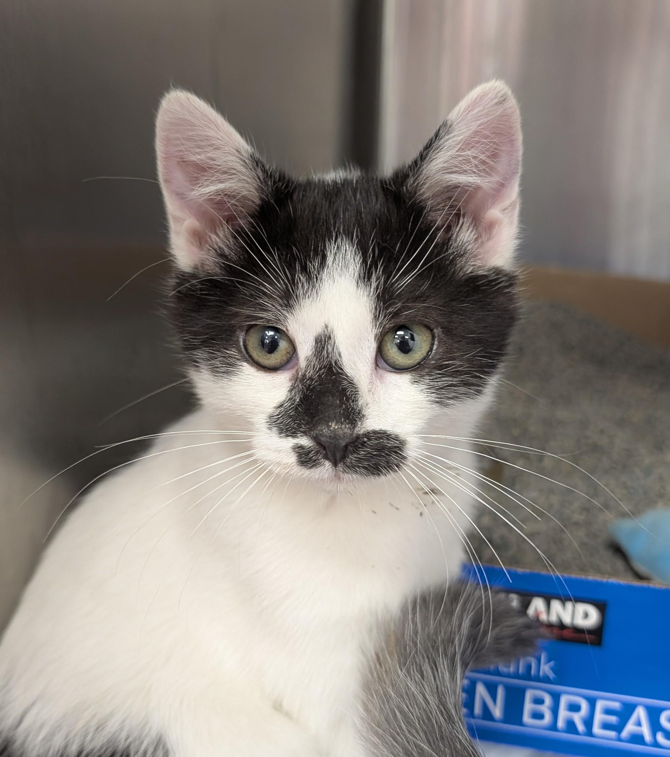 Credit Card Bill, Adopted, Kitten Female Domestic Short Hair.