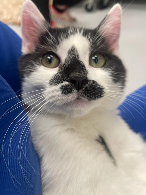 Credit Card Bill, a Adopted Domestic Short Hair in Madison, WI image 5/5