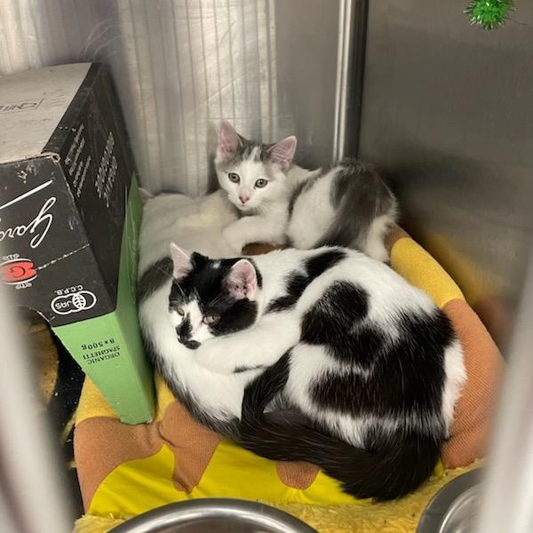 Credit Card Bill, a Adopted Domestic Short Hair in Madison, WI image 4/5