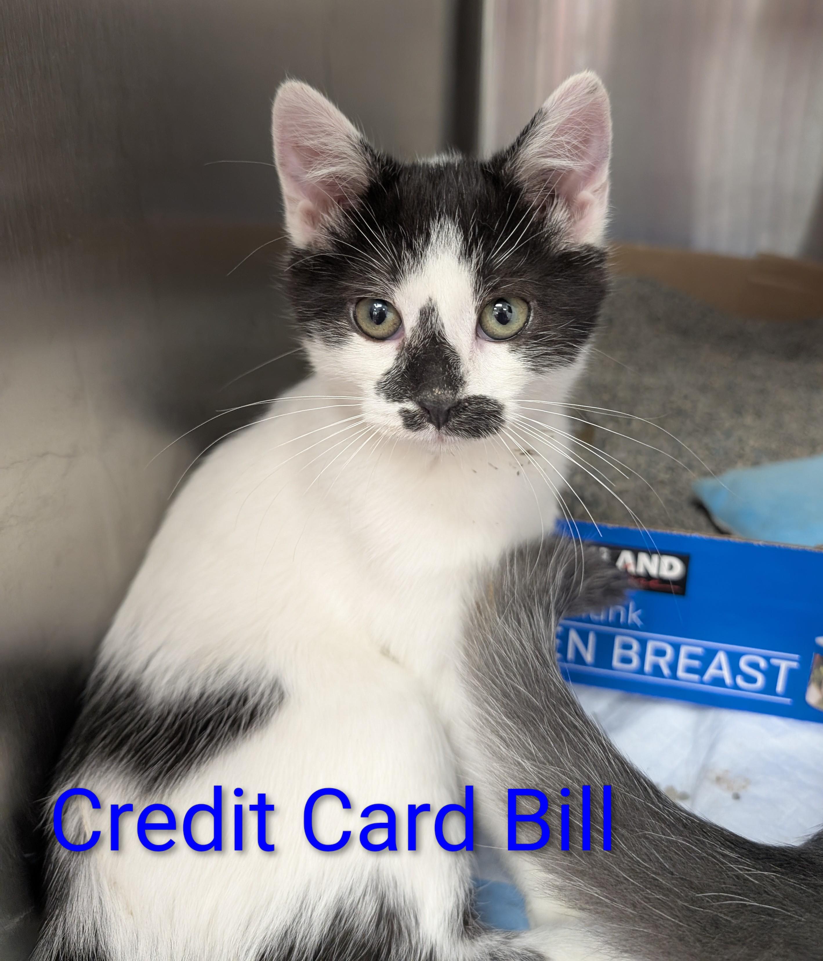 Credit Card Bill, a Adopted Domestic Short Hair in Madison, WI image 3/5