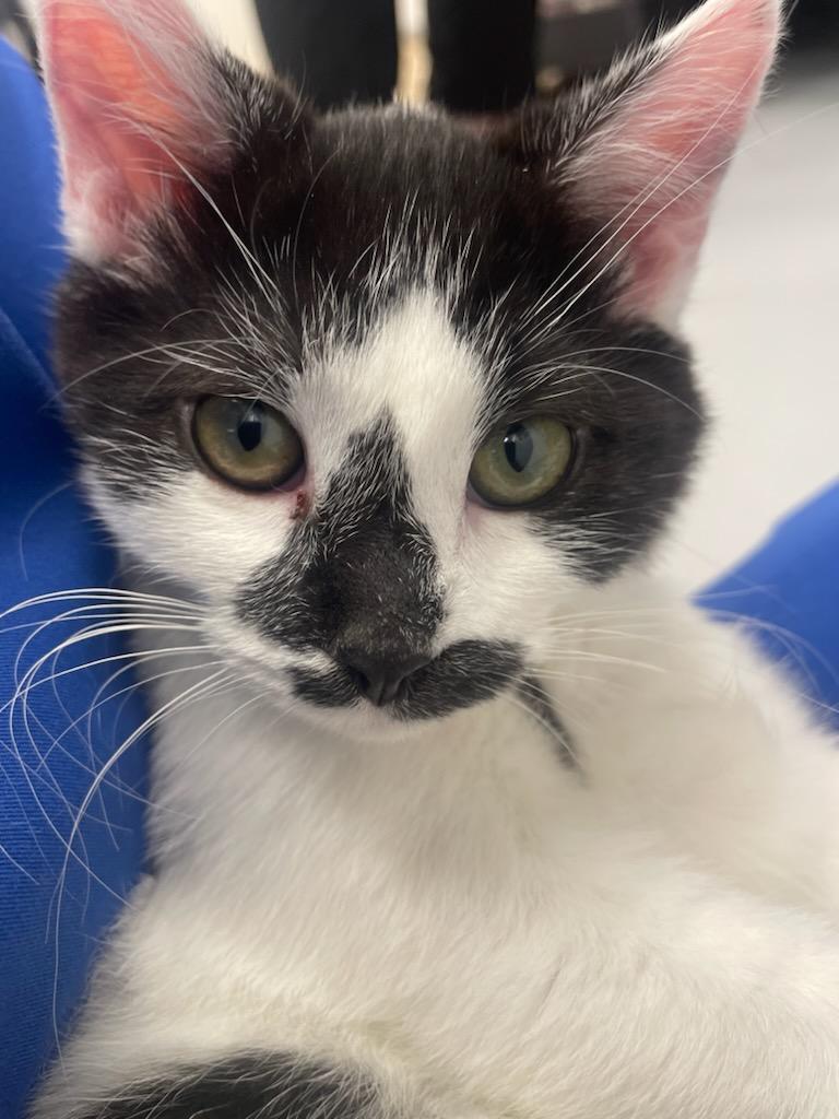 Credit Card Bill, a Adopted Domestic Short Hair in Madison, WI image 1/5