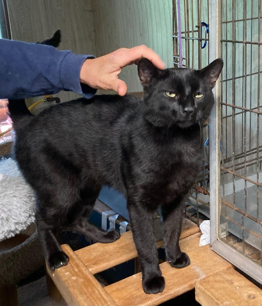 Enlarge Blacky, a Adoptable mixed breed in Liverpool, NY image 1/1