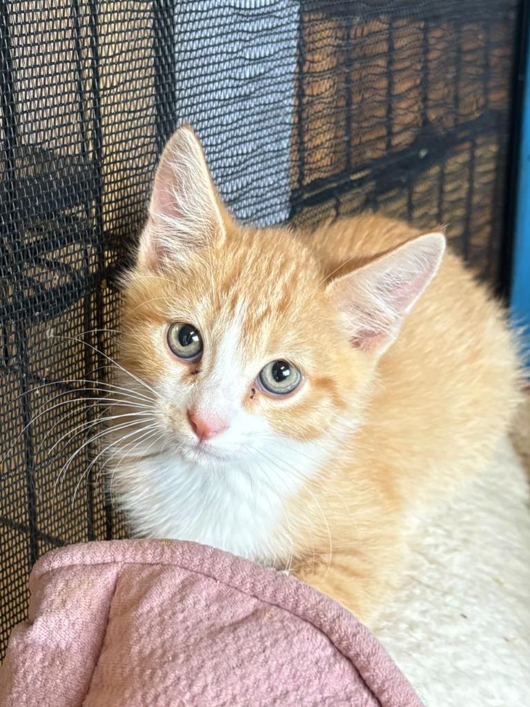 Enlarge Grant, a Adopted mixed breed in Heber City, UT image 1/1