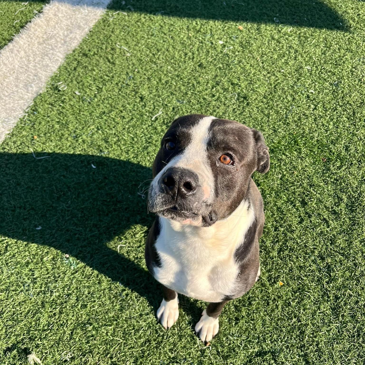 Enlarge Frank, a Adoptable mixed breed in Gainesville, GA image 3/3