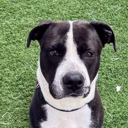 Enlarge Frank, a Adoptable mixed breed in Gainesville, GA image 1/3