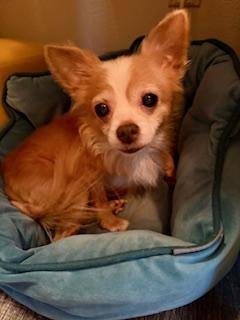 Tweety, a other Chihuahua in Orlando, FL image 1/3