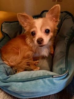 Tweety, a other Chihuahua in Orlando, FL image 2/3