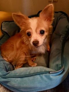 Tweety, a other Chihuahua in Orlando, FL image 3/3