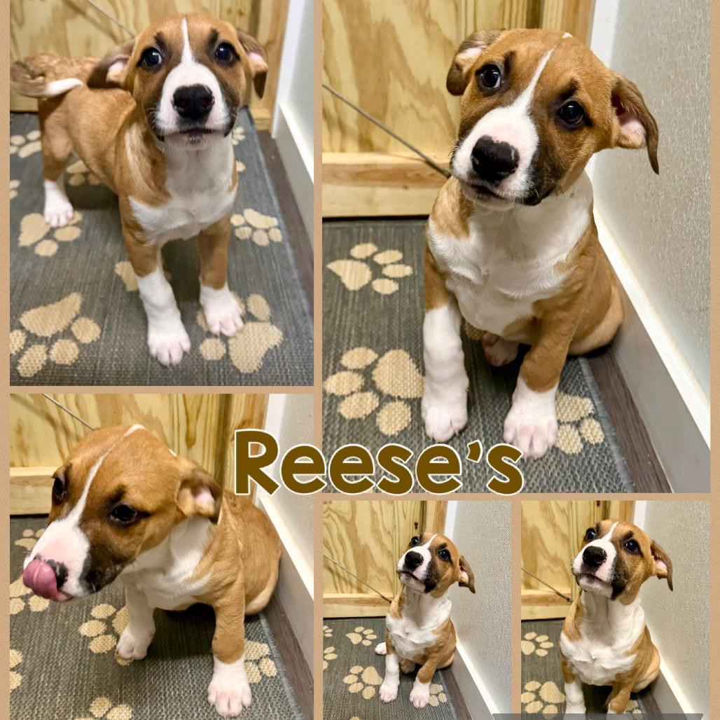 Reese's, Adoptable, Puppy Female English Pointer & English Bulldog.