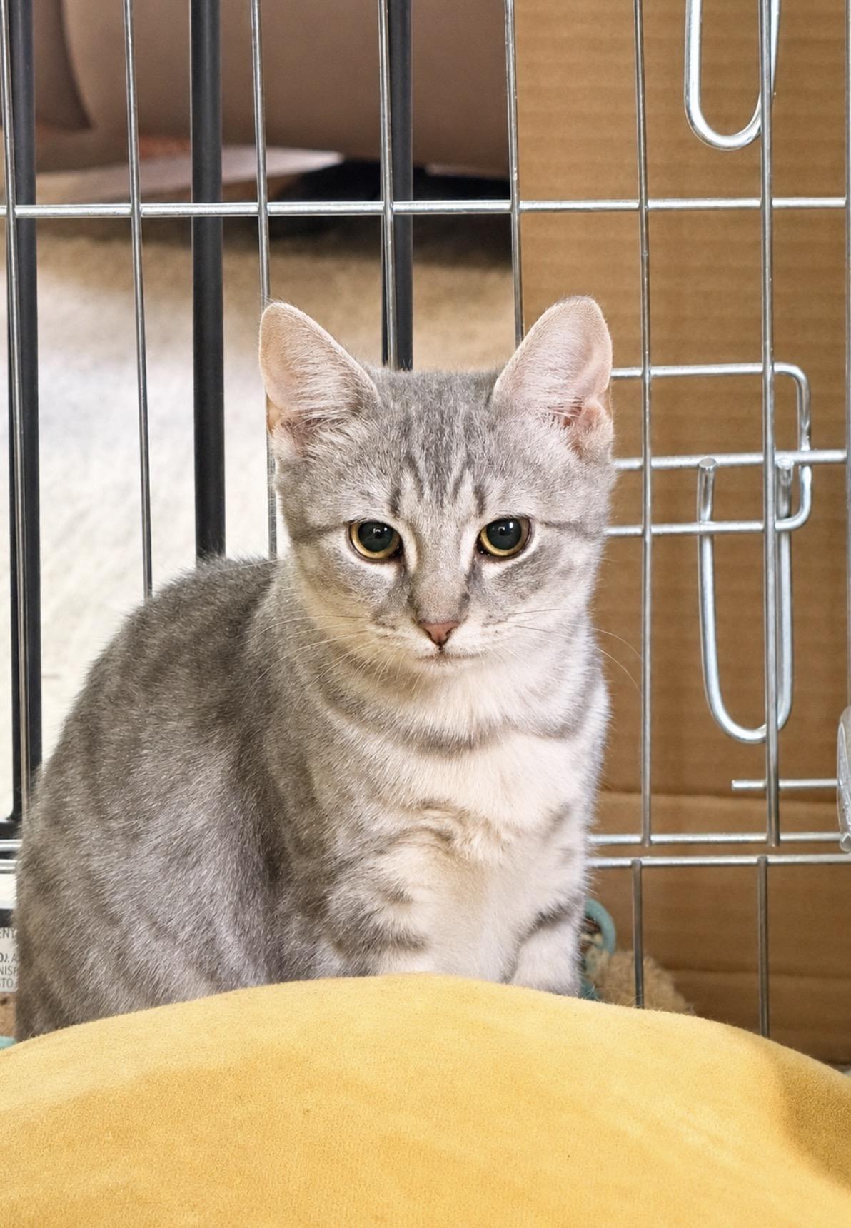 Maggie, ADOPTABLE, Young Female Tabby.