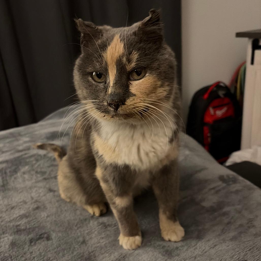 Phoebe, Adoptable, Adult Female Domestic Short Hair.