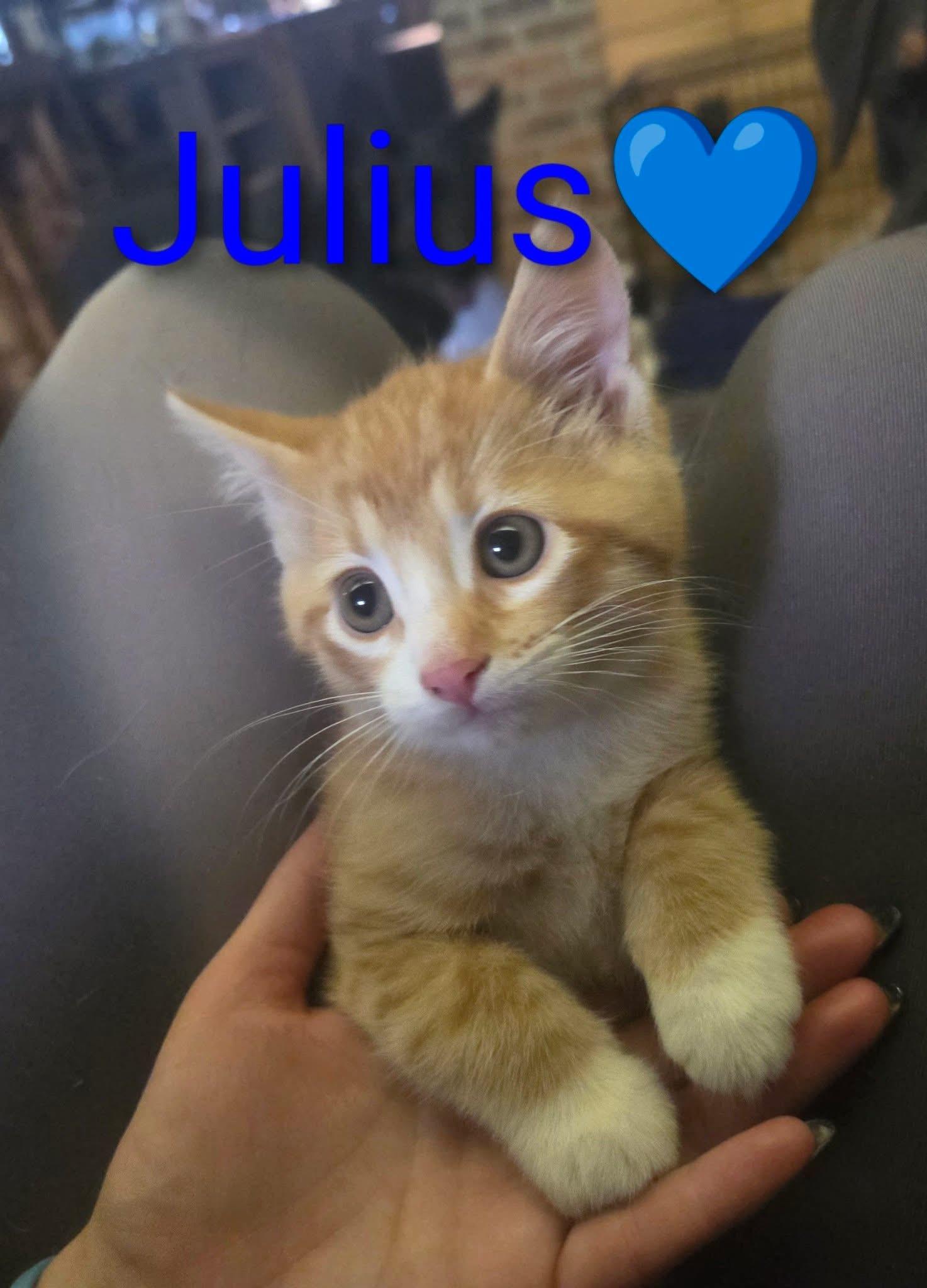 Julius, adoptable, Kitten Male Domestic Short Hair.