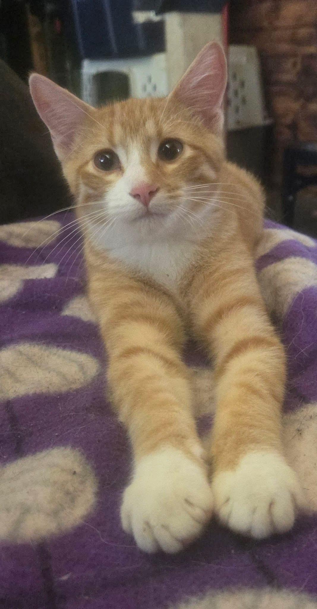 Julius, adoptable, Young Male Domestic Short Hair.