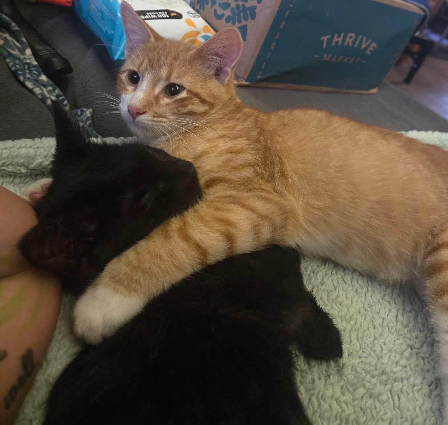 Enlarge Julius, an adoptable Domestic Short Hair in Manhattan, KS image 2/3