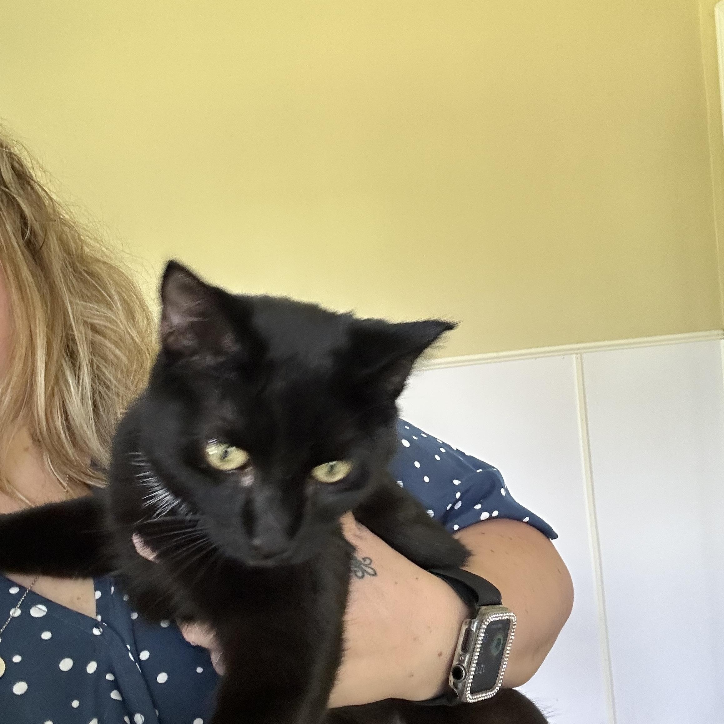 Enlarge Bojangles, a Adopted Domestic Short Hair in Hammond, LA image 1/4