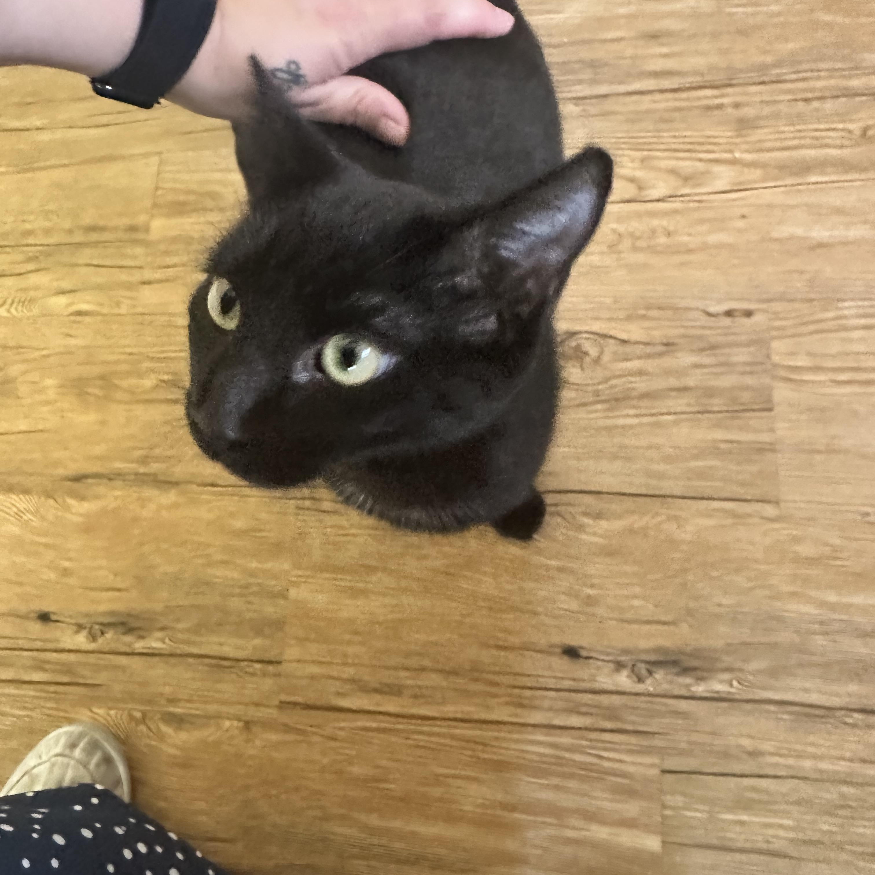 Enlarge Bojangles, a Adopted Domestic Short Hair in Hammond, LA image 2/4