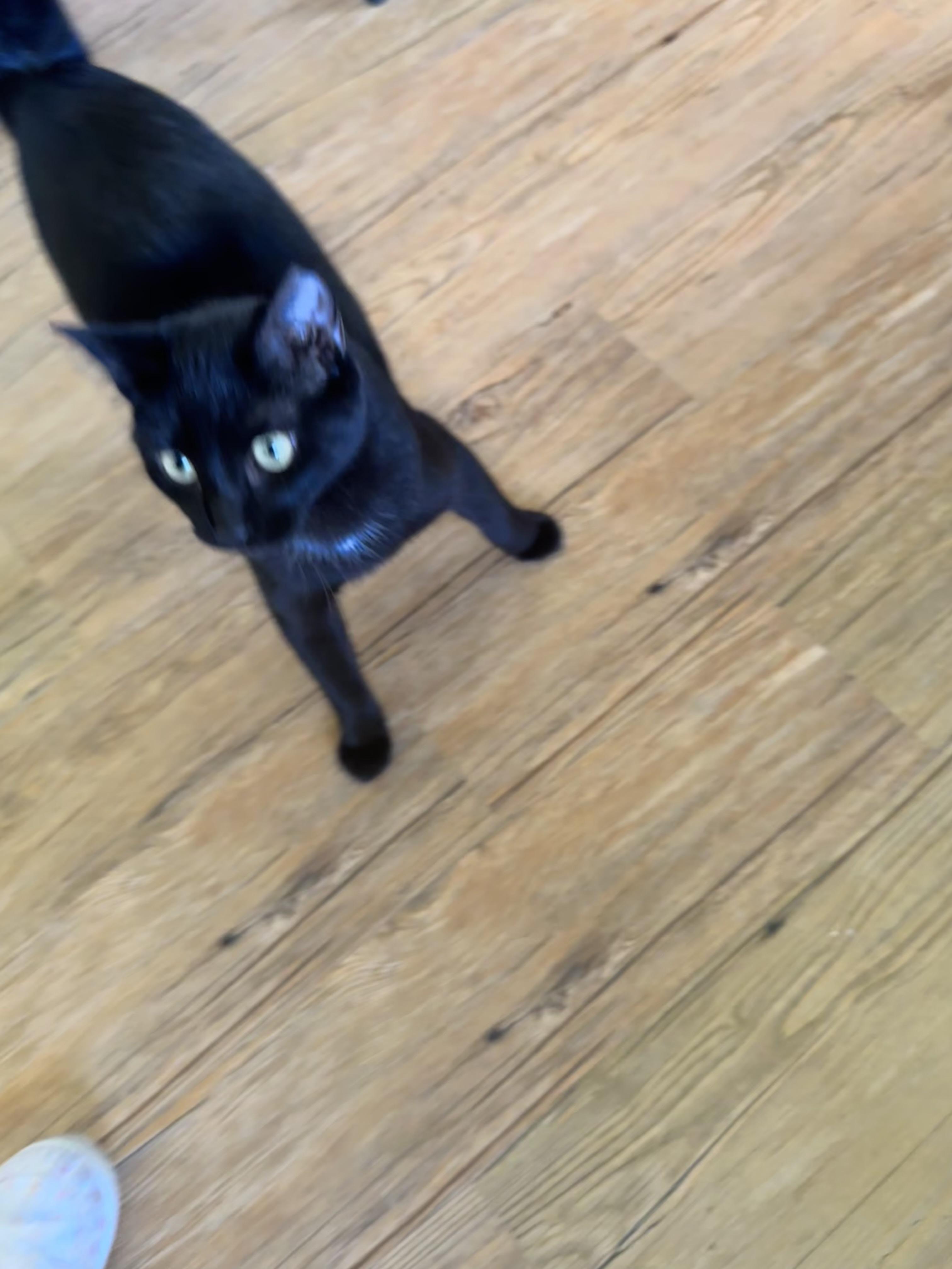 Enlarge Bojangles, a Adopted Domestic Short Hair in Hammond, LA image 3/4