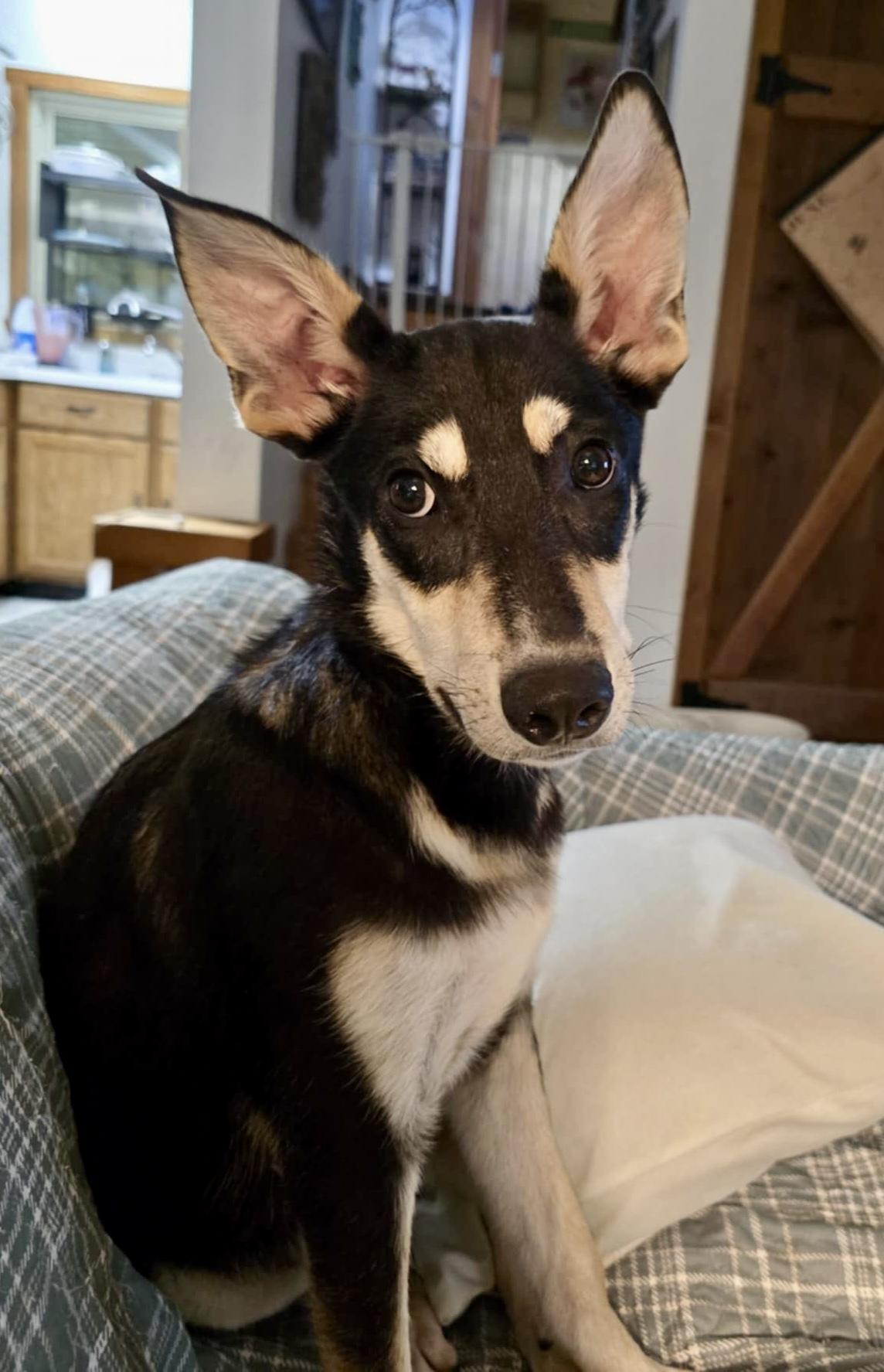 Ruger