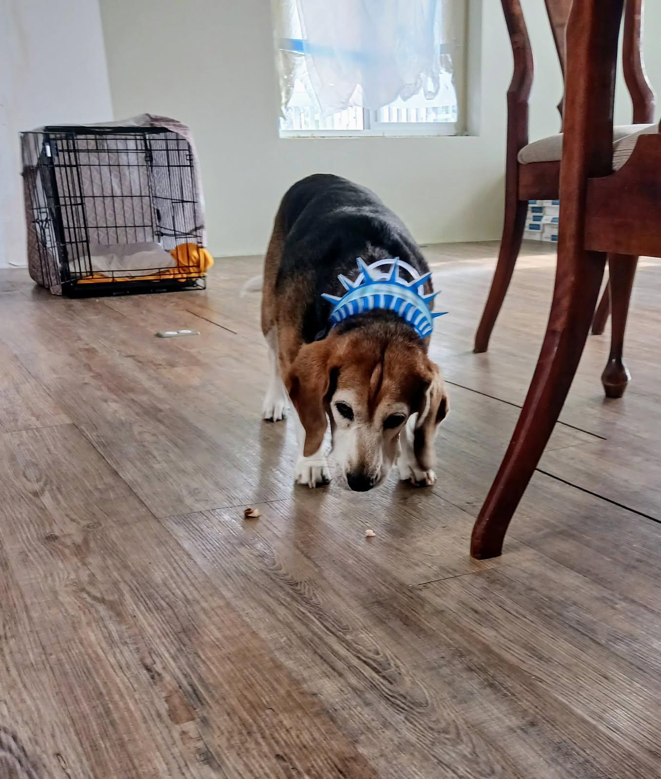 Enlarge Bullet - Courtesy Listing see info, a Adoptable Beagle in Polson, MT image 1/4