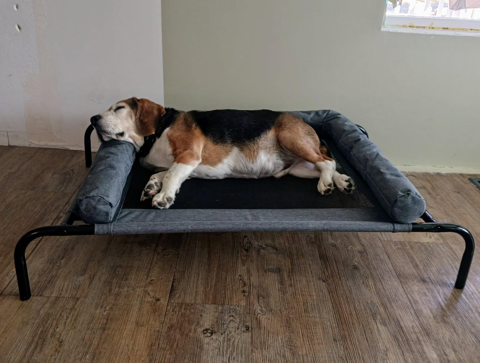 Enlarge Bullet - Courtesy Listing see info, a Adoptable Beagle in Polson, MT image 4/4