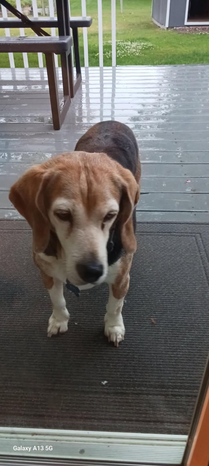 Enlarge Bullet - Courtesy Listing see info, a Adoptable Beagle in Polson, MT image 3/4