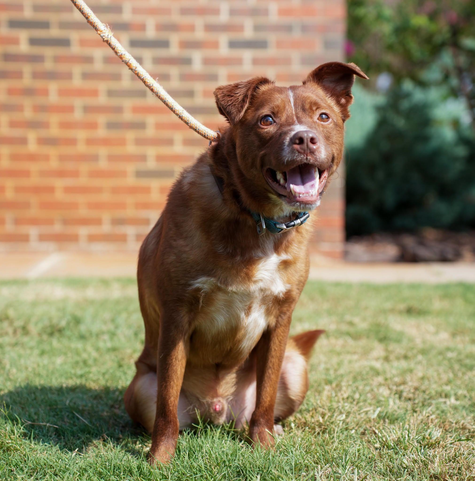 Brownie, Adoptable, Adult Male Australian Shepherd & Pit Bull Terrier.