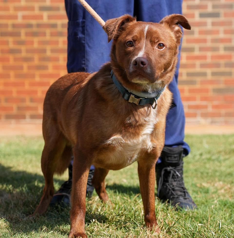 Enlarge Brownie, a Adoptable mixed breed in Stillwater, OK image 2/3