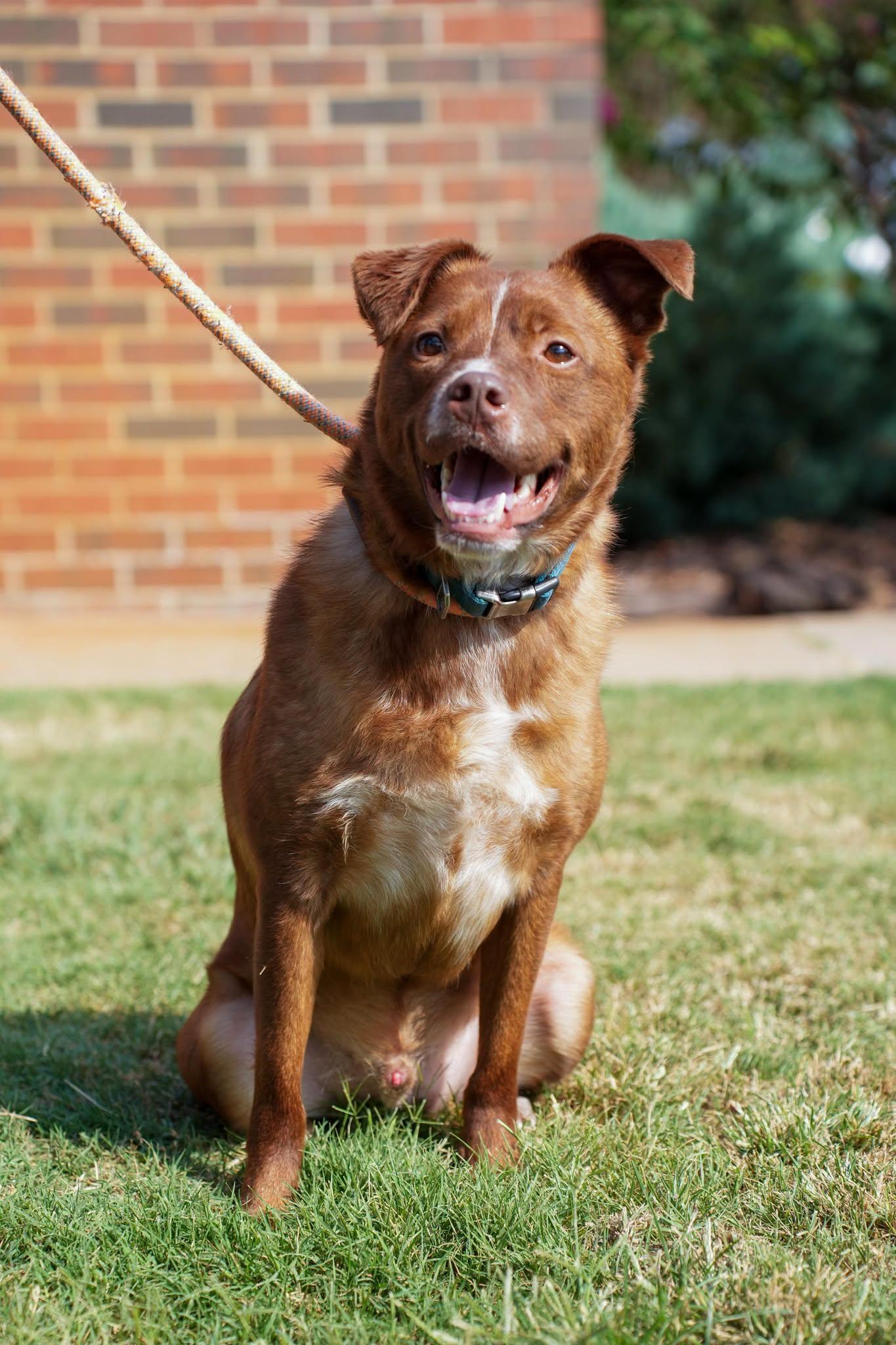 Enlarge Brownie, a Adoptable mixed breed in Stillwater, OK image 3/3