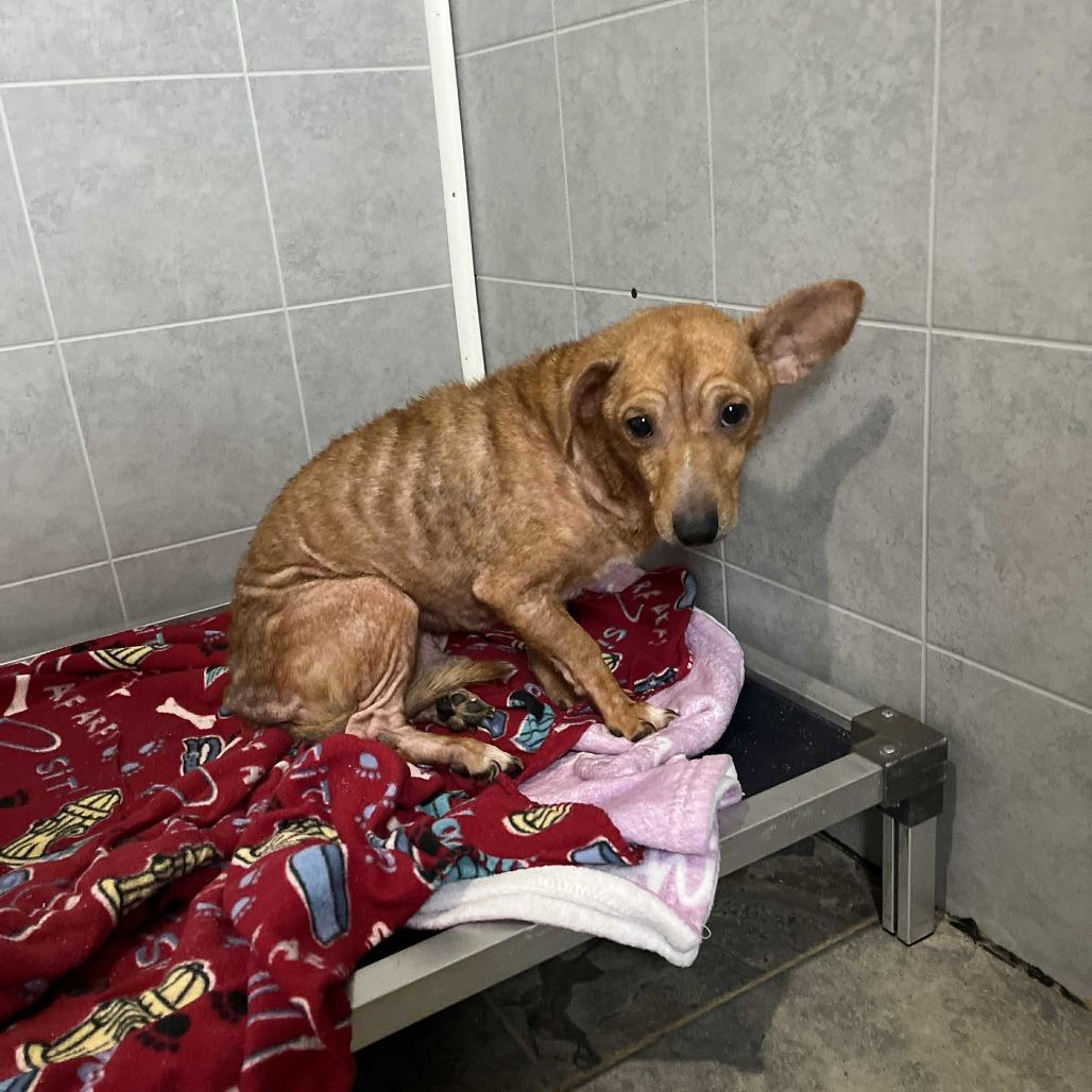 Chupacabra, a Adoptable Chihuahua in Jackson, MO image 2/2