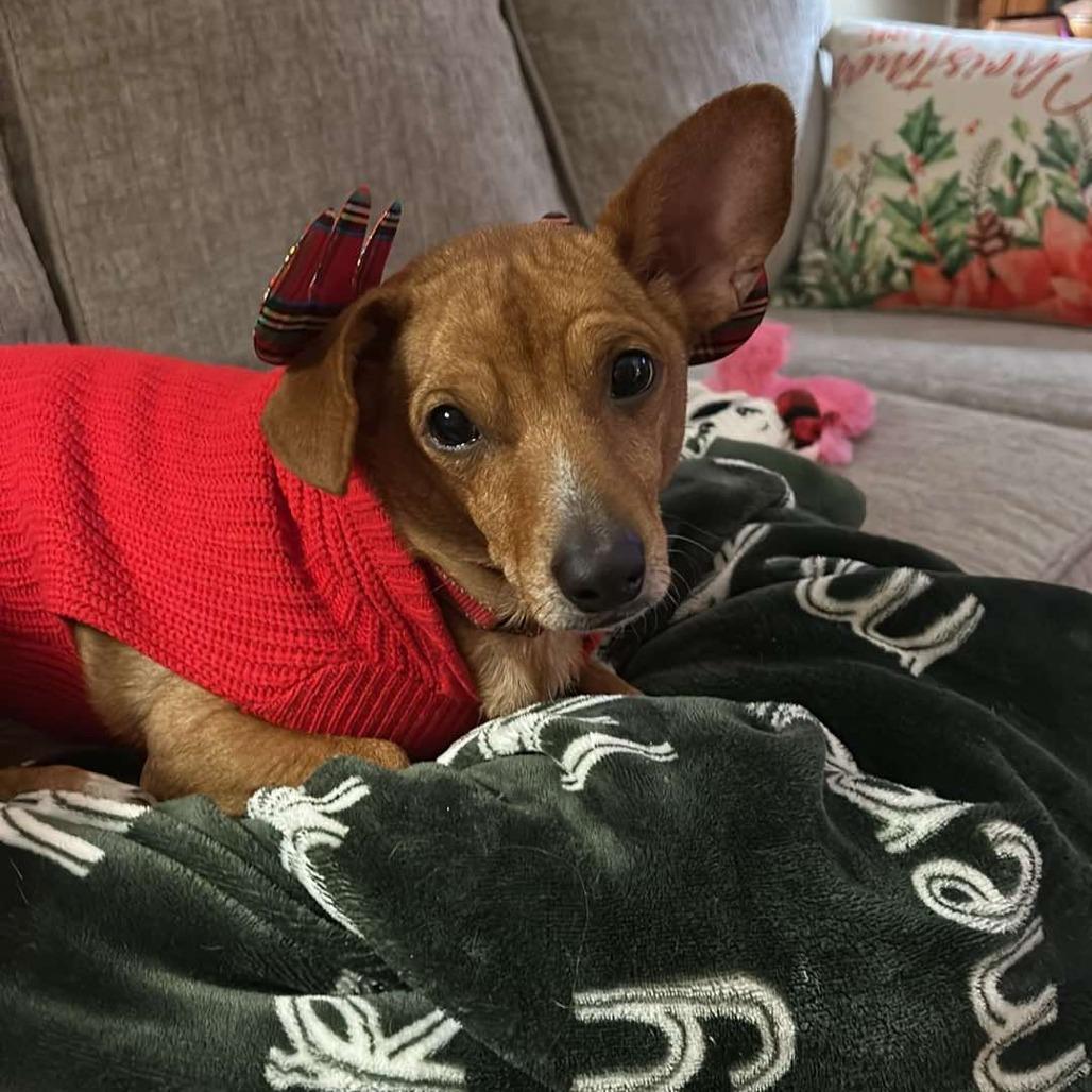 Enlarge Chupacabra, a Adoptable Chihuahua in Jackson, MO image 1/1