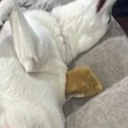 Rudie Joe, an adoptable Kishu, Labrador Retriever in Houston, TX, 77008 | Photo Image 3