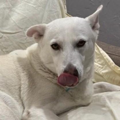 Rudie Joe, an adoptable Kishu, Labrador Retriever in Houston, TX, 77008 | Photo Image 1