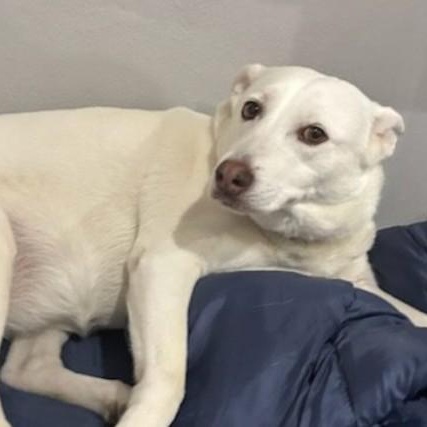 Rudie Joe, an adoptable Kishu, Labrador Retriever in Houston, TX, 77008 | Photo Image 2