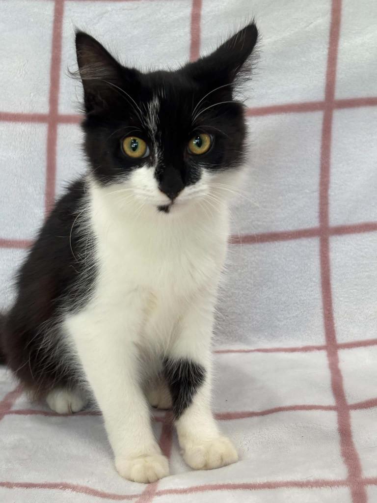 CALIA, Adoptable, Kitten Female Domestic Medium Hair.