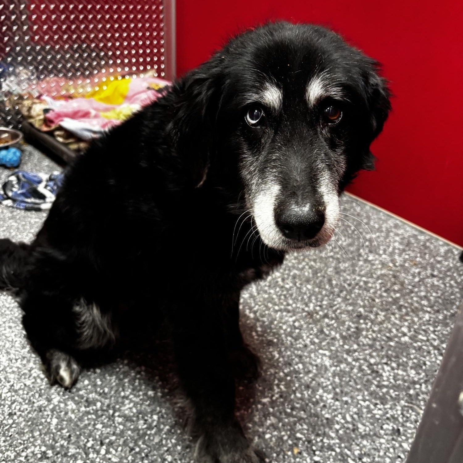 Blue, ADOPTABLE, Senior Female Collie & Husky.