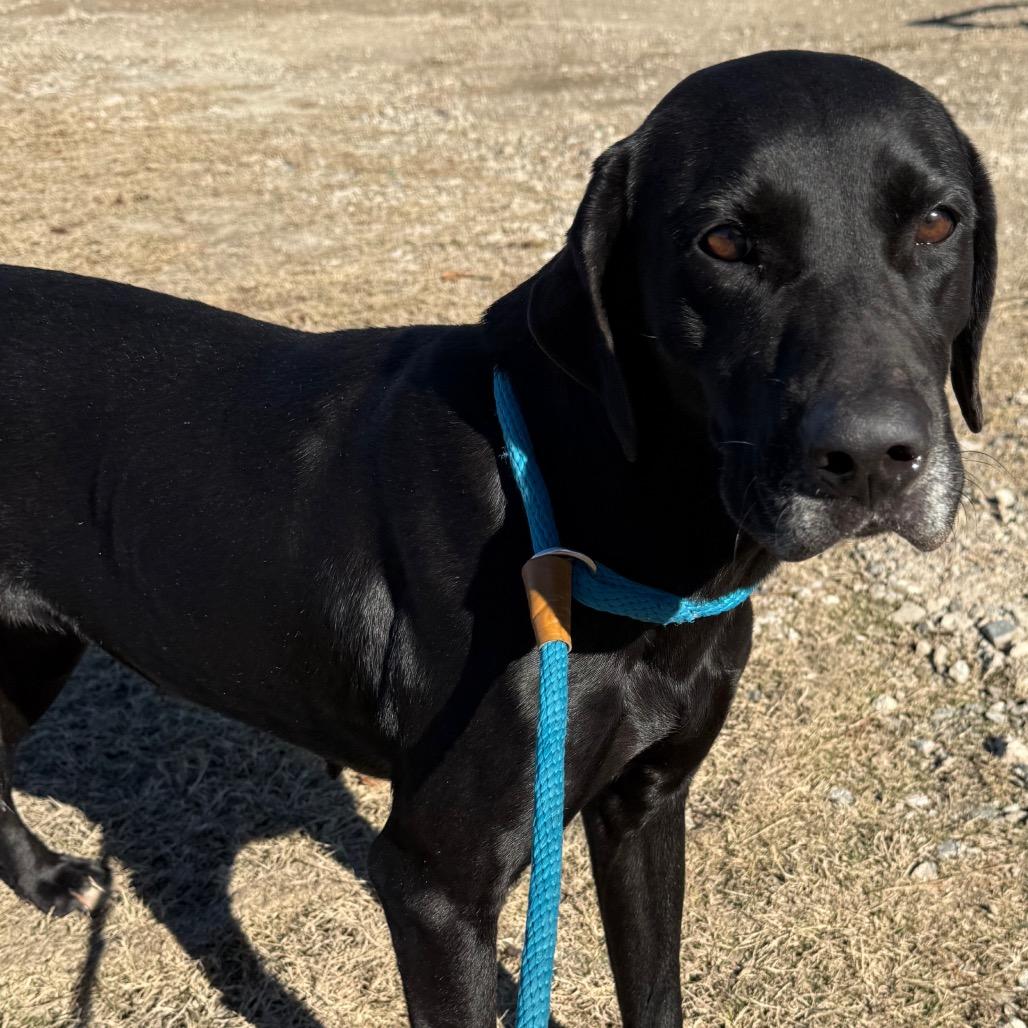Enlarge Cove, a Adoptable Black Labrador Retriever in Millen, GA image 1/1