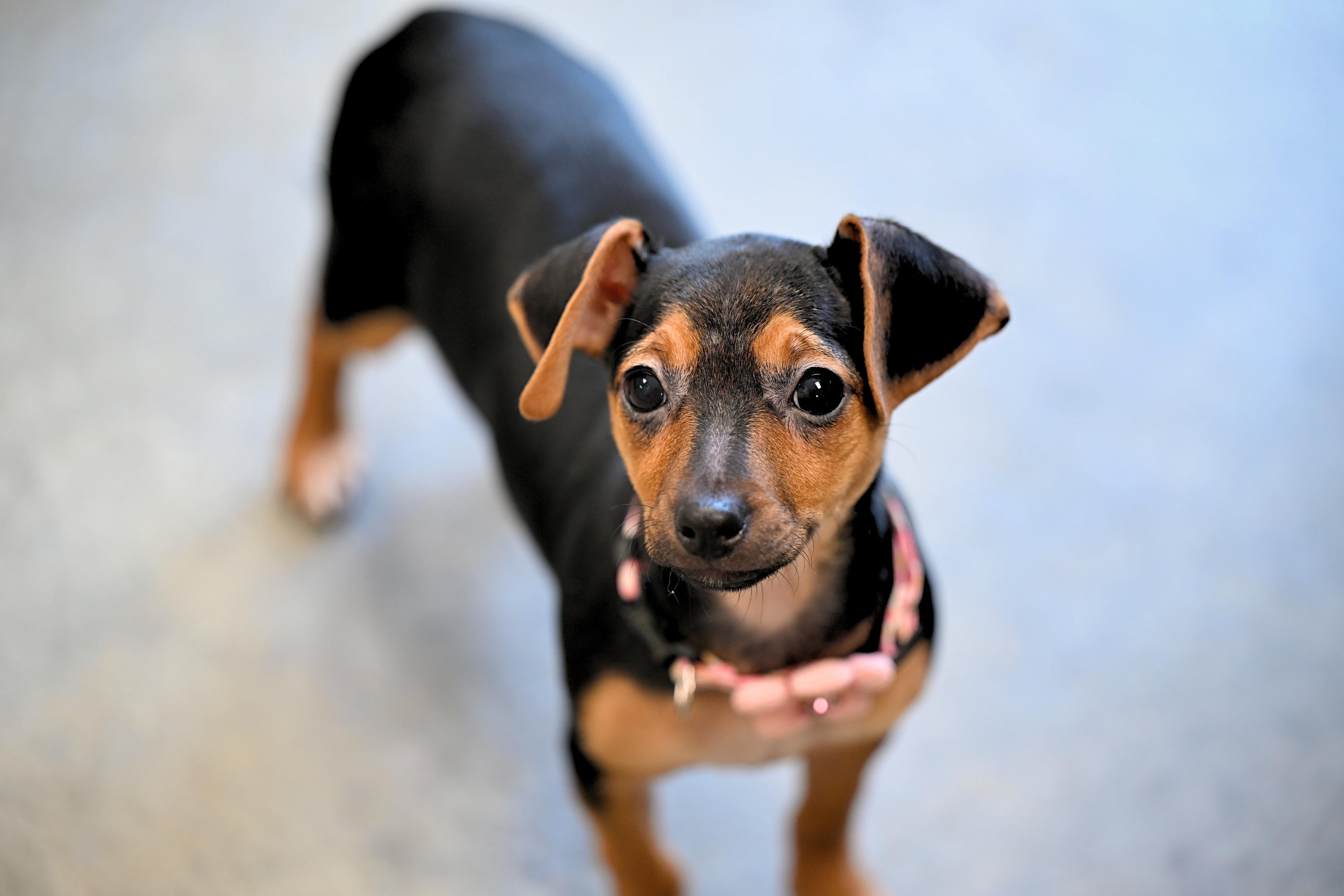 Enlarge Mary Jane - Chiweenie Cuties, an adopted mixed breed in Glastonbury, CT image 2/2