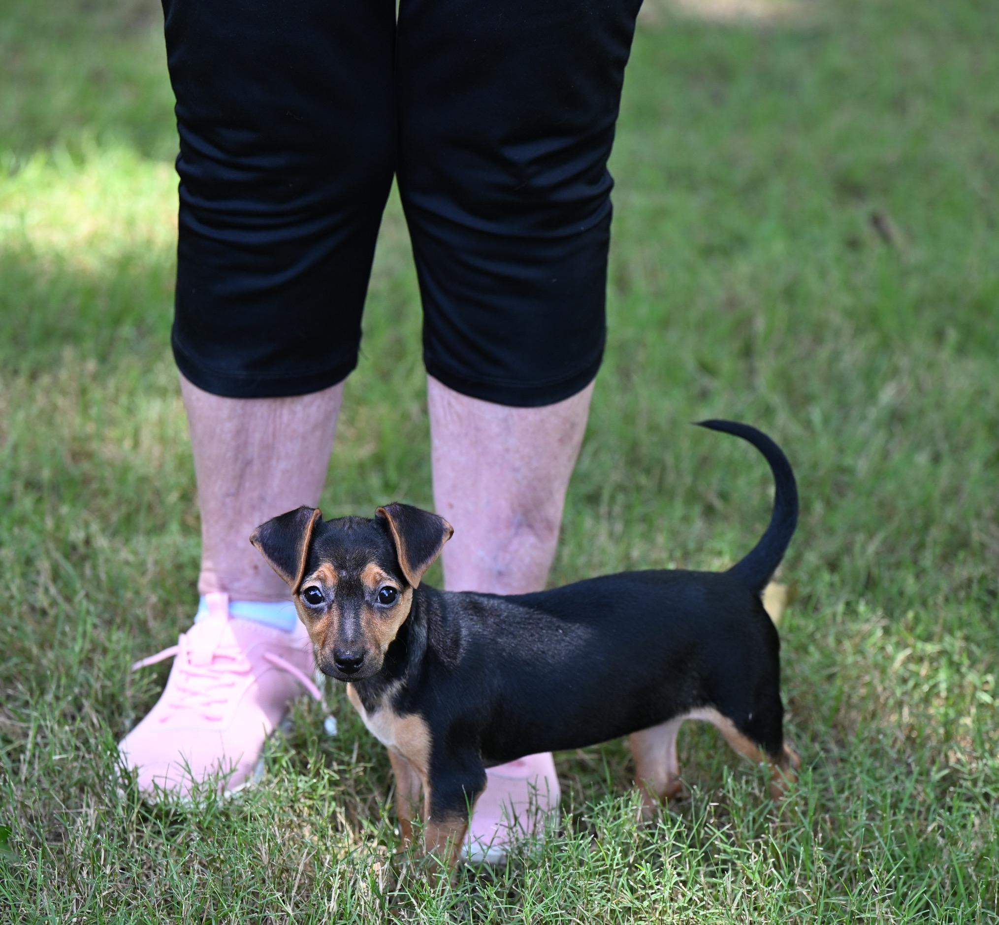 Mary Jane - Chiweenie Cuties, adopted, Puppy Female Dachshund & Chihuahua.