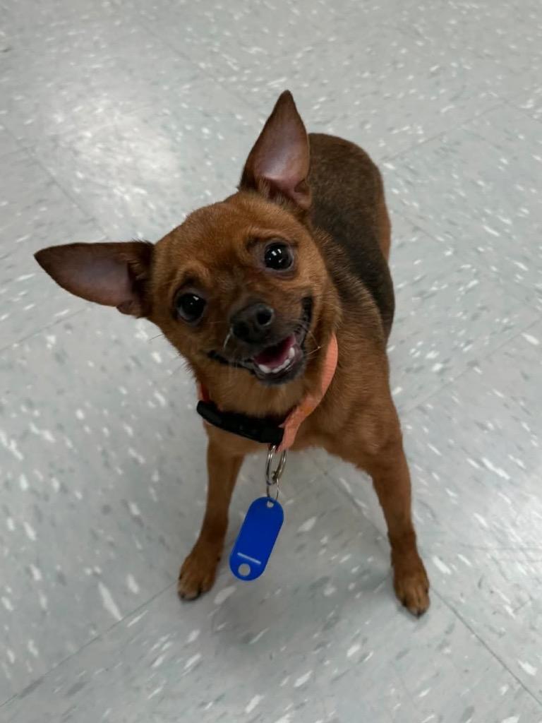 Bo Peep, adopted, Adult Female Chihuahua.