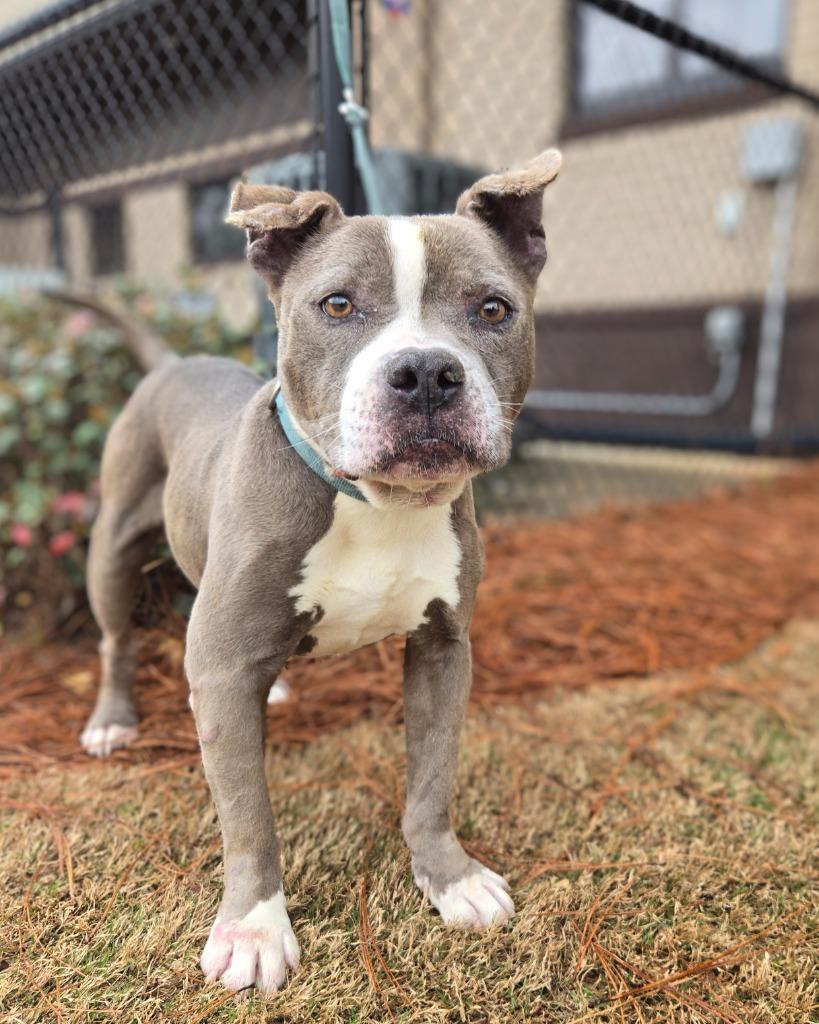 Enlarge Amiri, a Adoptable mixed breed in Douglasville, GA image 1/3