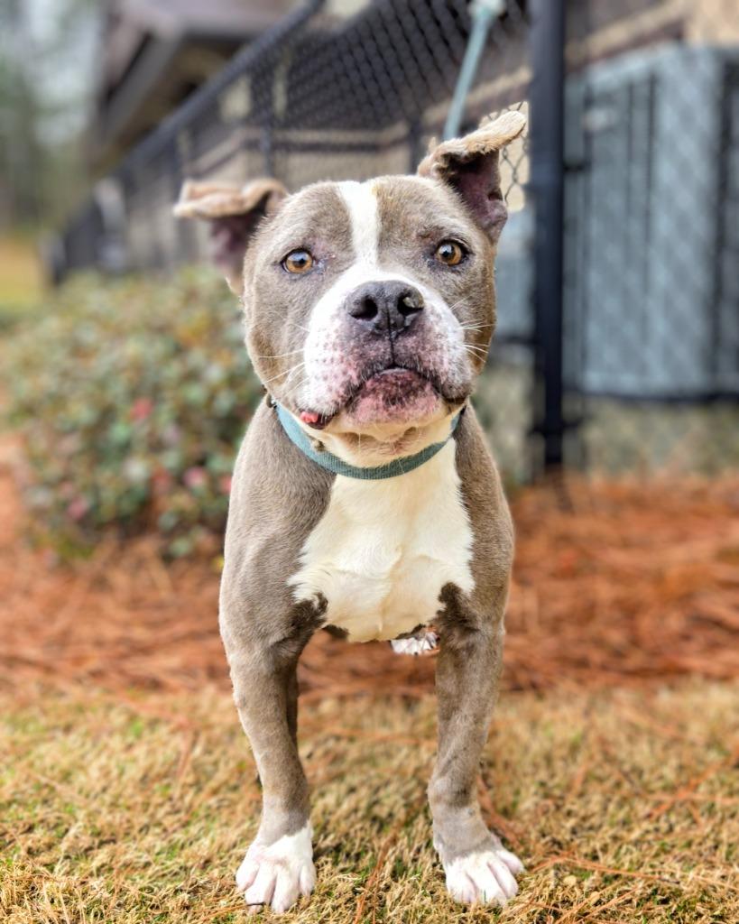 Enlarge Amiri, a Adoptable mixed breed in Douglasville, GA image 2/3