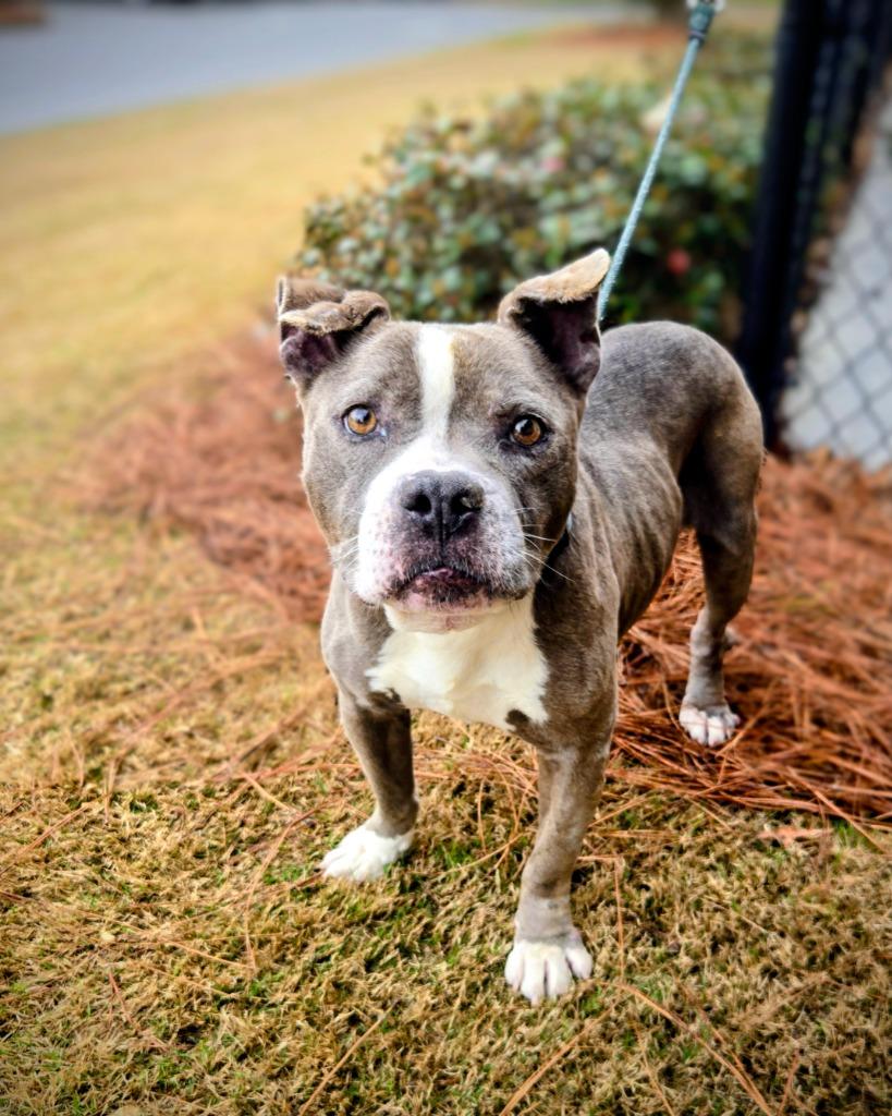 Enlarge Amiri, a Adoptable mixed breed in Douglasville, GA image 3/3
