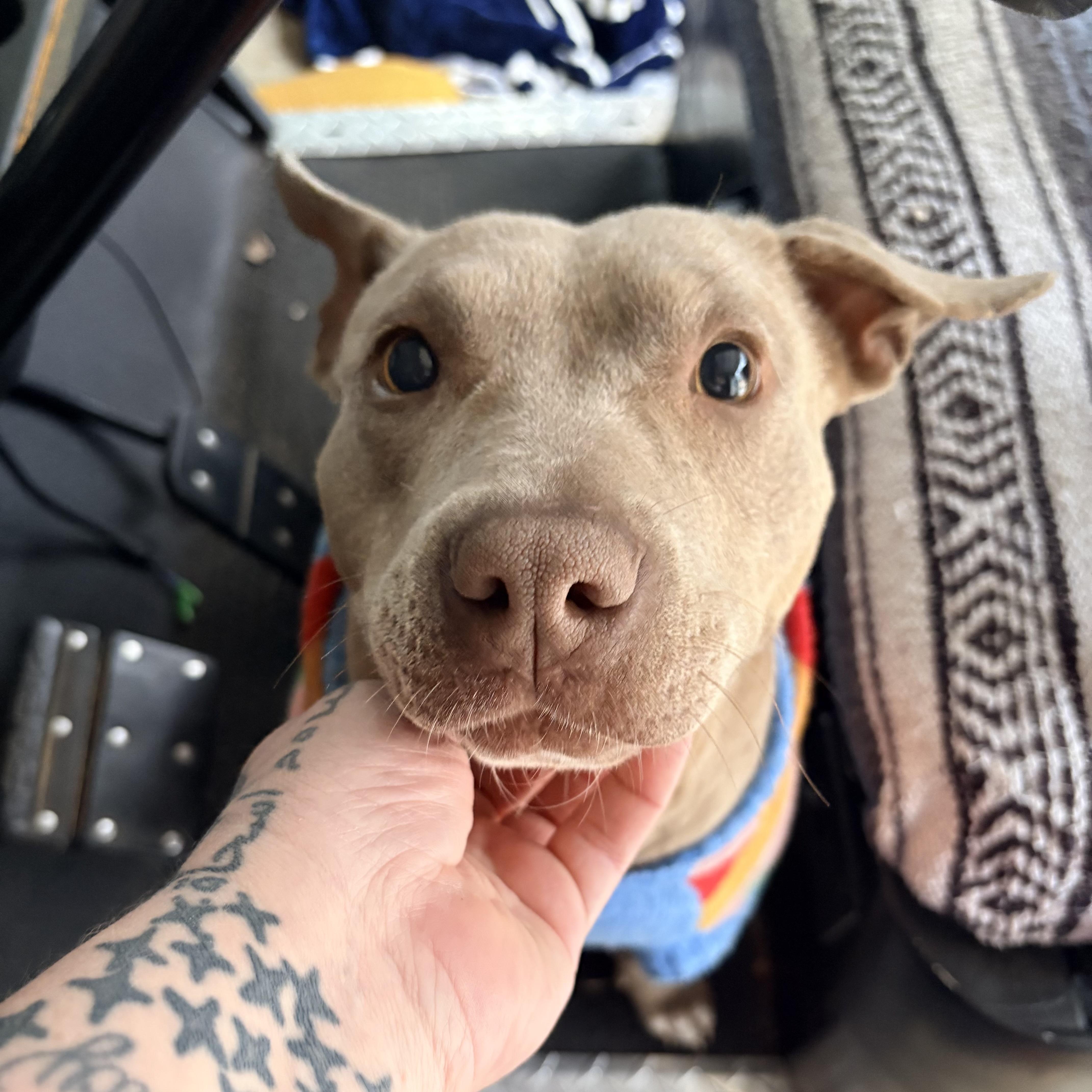 Enlarge Hazel, a Adoptable mixed breed in West Chester, PA image 5/6