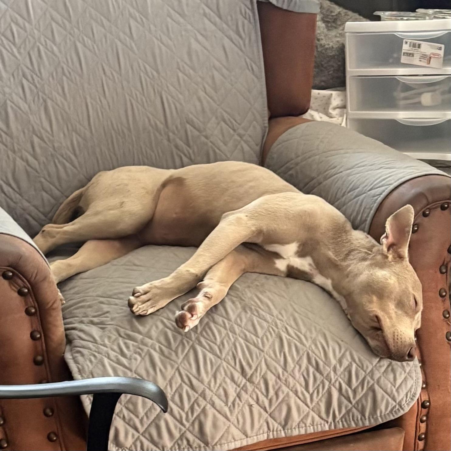 Enlarge Hazel, a Adoptable mixed breed in West Chester, PA image 3/6